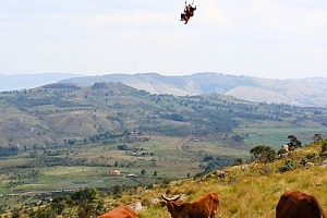 Burundi cows